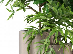 Plants collection 276 Model 3D