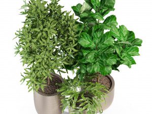 Plants collection 276 Model 3D