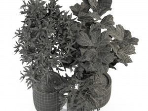 Plants collection 276 Model 3D