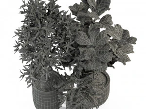 Plants collection 276 3D Model
