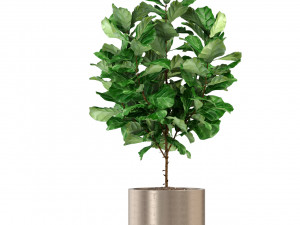 Plants collection 277 Modello 3D