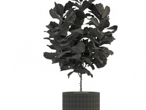 Plants collection 277 Modello 3D