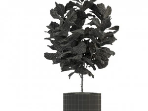 Plants collection 277 3D Model
