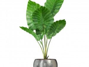 Plants collection 278 3D Model