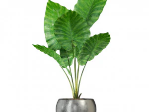 Plants collection 278 3D Model