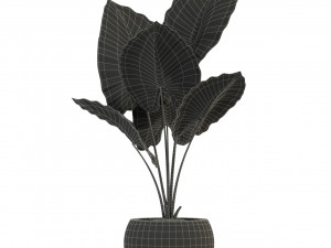 Plants collection 278 3D Model