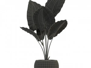 Plants collection 278 3D Model