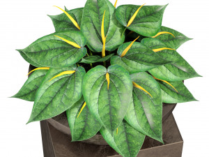 Plants collection 281 3Dモデル