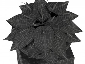 Plants collection 281 3Dモデル