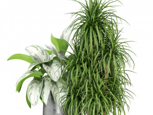 Plants collection 282 3D Model