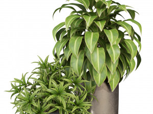 Plants collection 283 3D Model