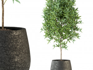 Plants collection 285 3Dモデル