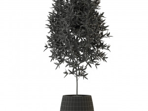 Plants collection 285 Modèle 3D