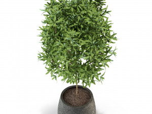 Plants collection 285 Modèle 3D