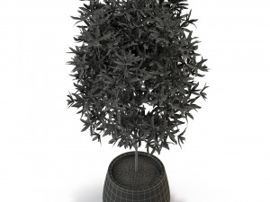 Plants collection 285 Modèle 3D