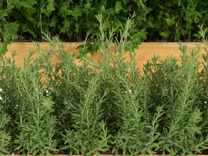 Plants collection 286 3Dモデル
