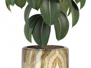 Plants collection 288 3D Model