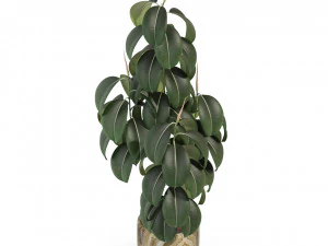 Plants collection 288 3D Model