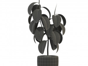Plants collection 289 Model 3D