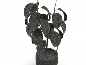 Plants collection 289 Model 3D