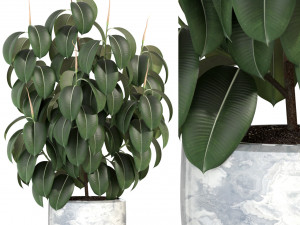 Plants collection 290 3D Model