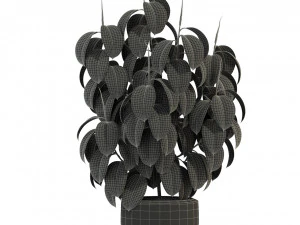Plants collection 290 3D Model