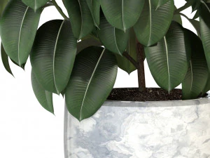 Plants collection 290 3D Model