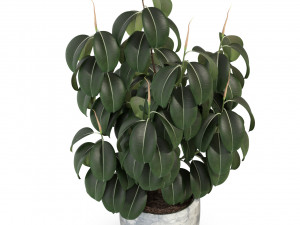 Plants collection 290 3D Модель
