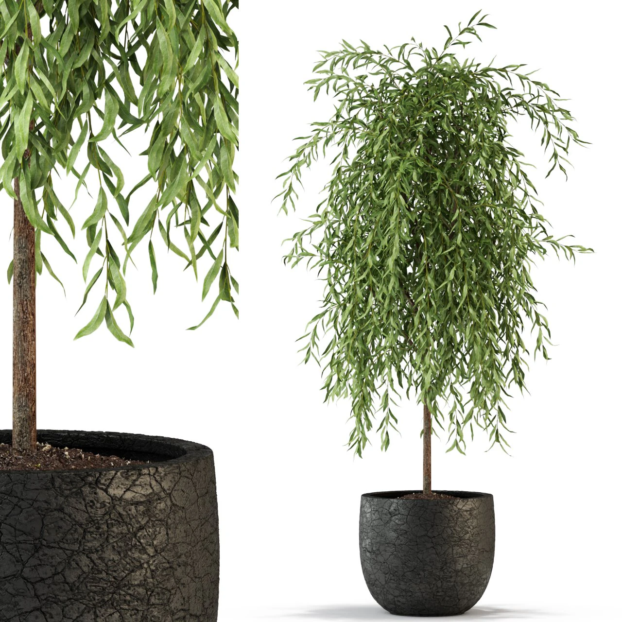 Plants collection 292 3D Model .c4d .max .obj .3ds .fbx .stl .blend 