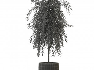 Plants collection 292 Modello 3D