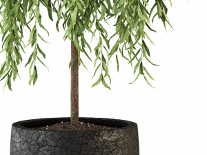 Plants collection 292 Modello 3D