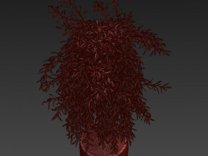 Plants collection 292 Modello 3D