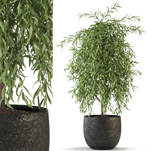 Plants collection 293 3D Model .c4d .max .obj .3ds .fbx .stl .blend 
