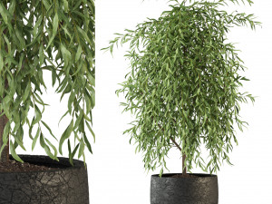Plants collection 293 Model 3D