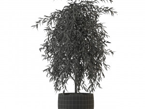 Plants collection 293 3D Model