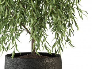 Plants collection 293 3D Model