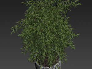 Plants collection 293 3D Model