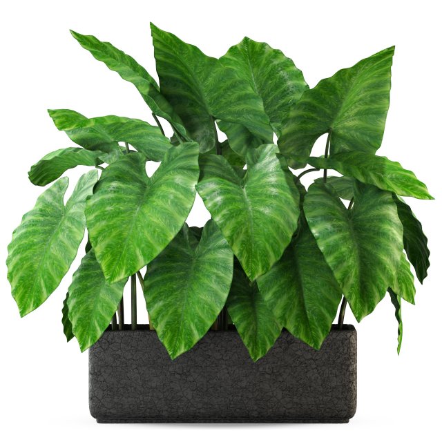 Plants collection 294 3D Model .c4d .max .obj .3ds .fbx .stl .blend 