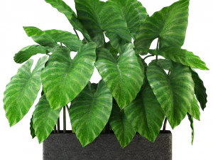 Kolekcja roślin 294 Model 3D