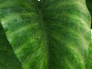 Plants collection 294 3D Model