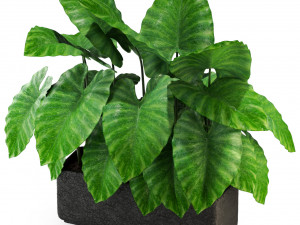 Plants collection 294 3D Model