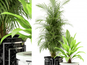Plants collection 295 3D Model