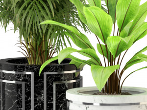 Plants collection 295 3D Model
