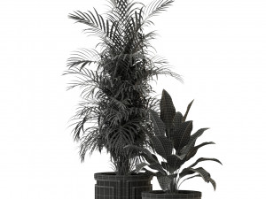 Plants collection 295 3D Model