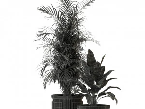 Plants collection 295 3D Model