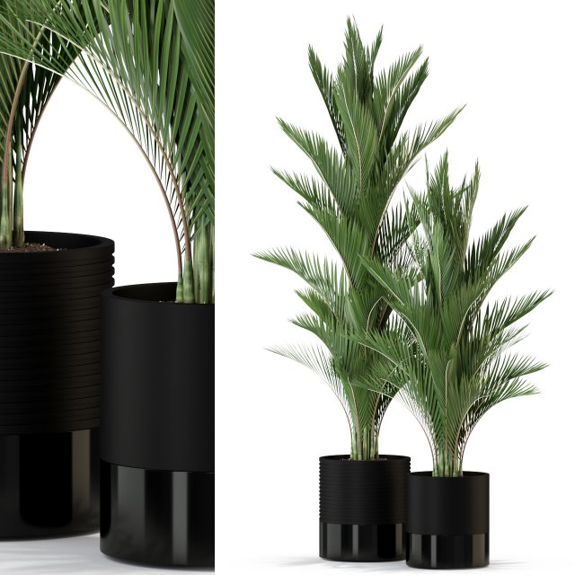 Plants collection 296 Model 3D .c4d .max .obj .3ds .fbx .stl .blend 