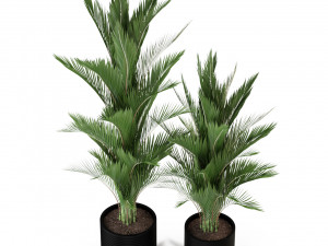 Plants collection 296 Model 3D