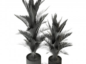 Plants collection 296 Model 3D