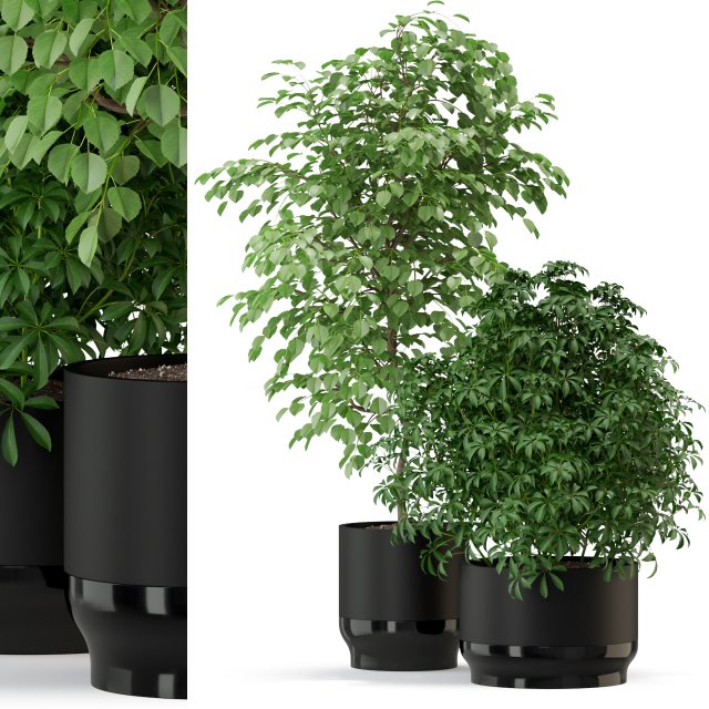 Plants collection 297 Modelo 3D .c4d .max .obj .3ds .fbx .stl .blend 