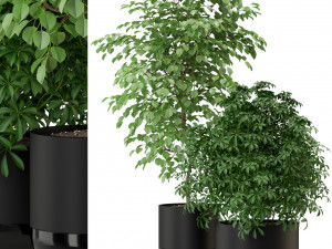 Plants collection 297 Modello 3D